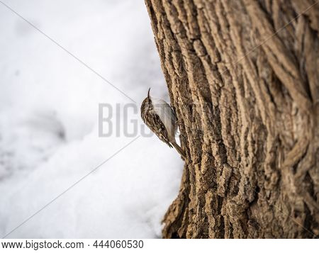 Little Bird Eurasian Treecreeper Crawling On A Tree. Cute Interesting Forest Bird Treecreeper. Natur