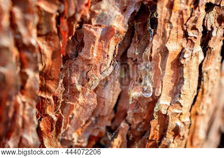 Resin On The Bark Of Pine, A Bright Transparent Resin Flowing From The Damaged Area Of The Tree.