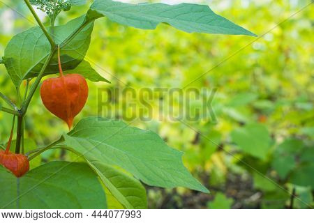Physalis Alkekengi - Orange Lanterns Of Physalis Alkekengi Among Green Leaves. High Quality Photo