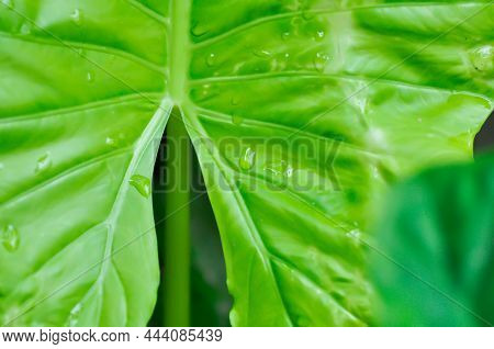 Alocasia, Alocasia Macrorrhizos Or Alocasia Plant Or Dew Drop On The Leaf