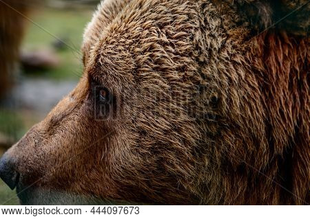 Close-up Portrait Of A Bear, Brown Bear Head, Big Bear Eyes.