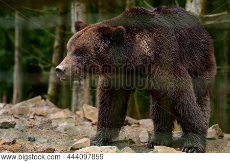 A Large Brown Bear Walks Through The Woods In Search Of Food After Hibernation.