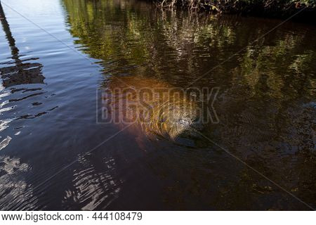West Indian Manatee Trichechus Manatus In Southwest Florida As It Floats Slowly Through A Riverway I