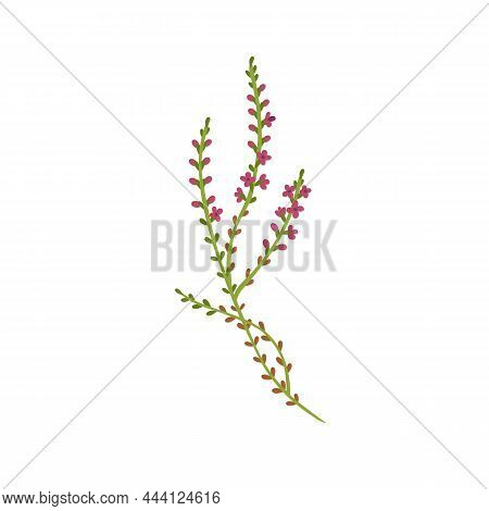 Calluna Vulgaris Herb. Common Heather Flower. Modern Botanical Drawing Of Wild Field Plant, Delicate