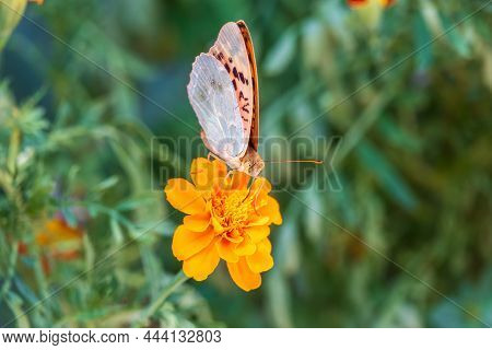 The Dark Green Fritillary Butterfly Collects Nectar On Flower. Speyeria Aglaja Is A Species Of Butte
