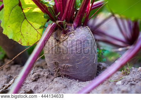 Beetroot Grows In The Ground Close Up