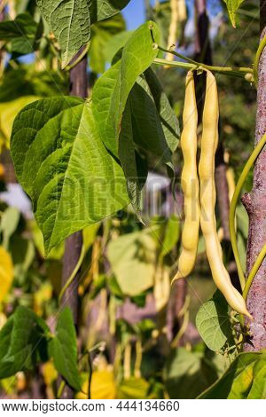 Outdoors Nature String Beans On The Branches