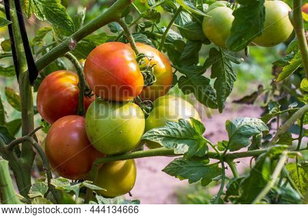 Tomatoes Ripening On A Branch Red And Green