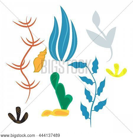Plant See In The Water With White Background