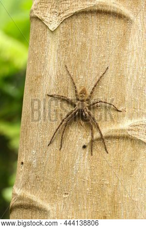 Running Crab Spider Portrait. Philodromus Species, Running Crab Spider