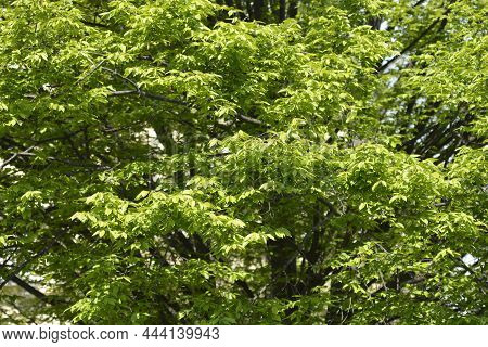 Pyramid Hornbeam Tree - Latin Name - Carpinus Betulus Fastiegata