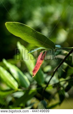 Gab Or Diospyros Discolor Is An Evergreen Tree With A Spreading Crown And It Has Thick, Shiny, Smoot