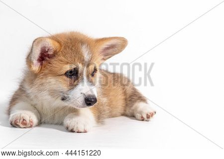 Charming Sad Puppy Welsh Corgi Pembroke Lies And Looks At The Ca