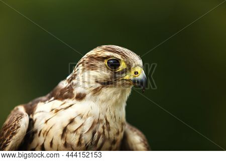 The Saker Falcon (falco Cherrug) Up To Close. The Saker Falcon Portrait.