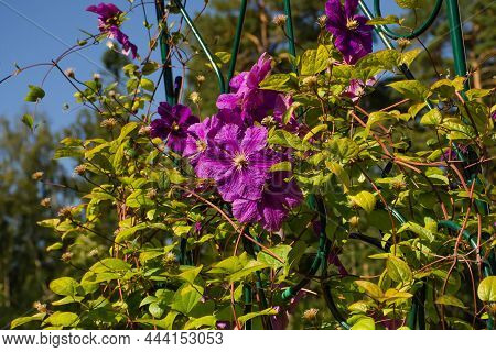 Large-flowered Purple Clematis, Clematis X Jackmanii, In Park. Liana Flowers In The Garden On A Summ