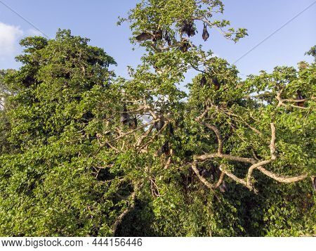 Colony Of Flying Fox Pteropus Lylei On Pemba Island At Zanzibar Archipelago, Tanzania