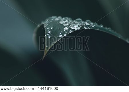 Macro Photography Of Agave Attenuata Or Foxtail Plant Taken After The Rain, Showing Detail Of The Le