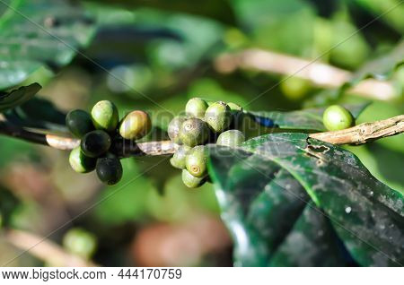 Coffee Bean Or Coffee Sed ,coffee Beans On Branch Of Coffee Plant