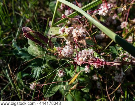 Dodder, Lesser Dodder, Hellweed Or Strangle-tare (cuscuta Epithymum) Is A Parasitic Plant. Red Plant