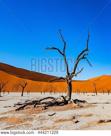  Africa, Namibia. Vivid huge red and orange sand dunes. The Namib-Naukluft Park. Picturesque dried fossilized remains of trees at the bottom of the dried-up Lake Sossusflei.