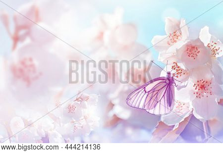 Spring Landscape. Natural Background With Butterfly On The Branch Of Blooming Jasmine.