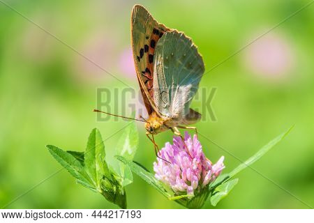 The Dark Green Fritillary Butterfly Collects Nectar On Flower. Speyeria Aglaja Is A Species Of Butte