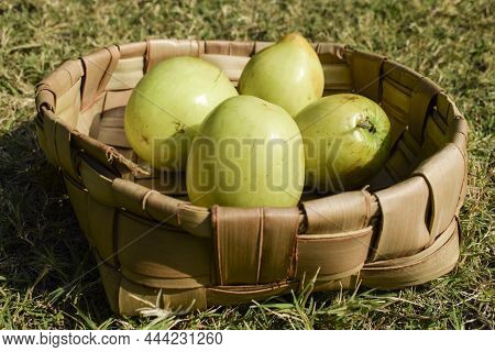 Fresh And Organic Indian Fruit Called Green Jujube Or Apple Jujube Or Ber Apple. Green Indian Jujuba