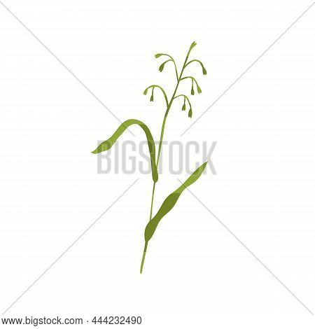 Common Wild Oat Grass. Botanical Drawing Of Green Field Plant On Stem With Leaf. Botany Flat Vector 