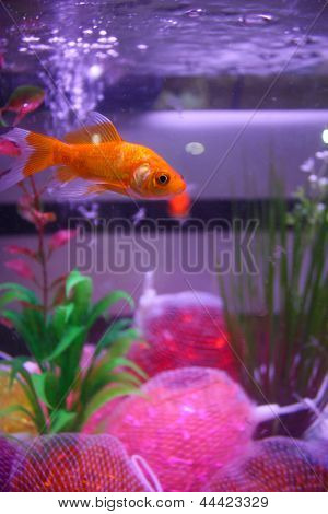 goldfish