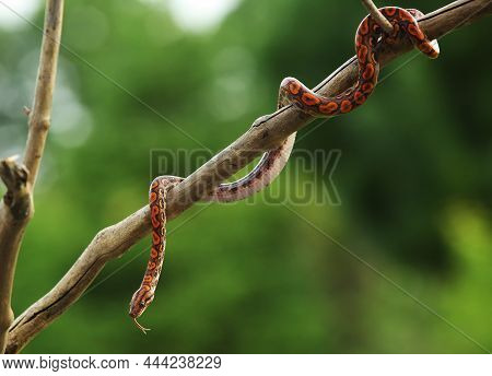 The Rainbow Boa (epicrates Cenchria Cenchria) Hanging From The Branch.