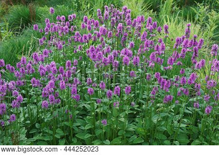 Common Hedgebettle (betonica Officinalis). Called Betony, Purple Betony, Wood Betony And Bishopwort 