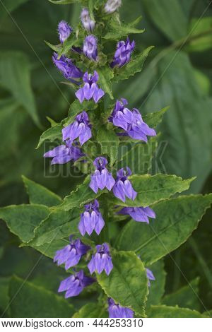 Blue Cardinal Flower (lobelia Siphilitica). Called Great Blue Lobelia And Great Lobelia Also.