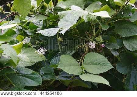 Snake Gourd (trichosanthes Cucumerina). Called Serpent Gourd, Chichinda And Padwal Also.