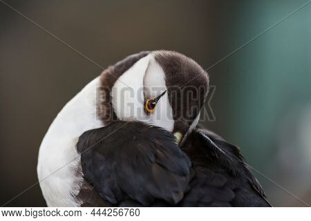 Horned Puffin (Fratercula corniculata), close up shot