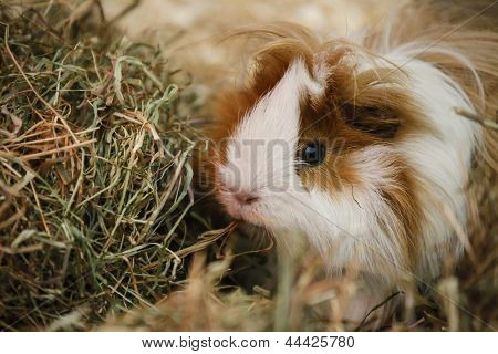 Guiney Schwein
