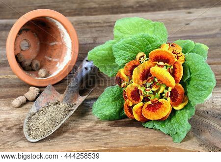 Replanting Of Flower Calceolaria Biflora On Brown Wooden Table. Also Called Slipper Flower, Native I