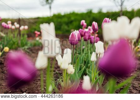 Close Up Of Pink Tulips Growing In Spring Garden. Negrita And Candy Club Variety. Flowers Blooming O
