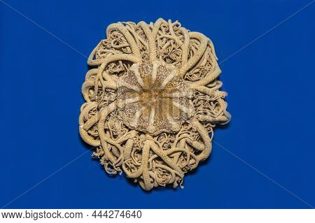 The Marine Echinoderm Gorgonocephalus (latin Gorgonocephalus) Is Yellow On A Blue Background. Marine