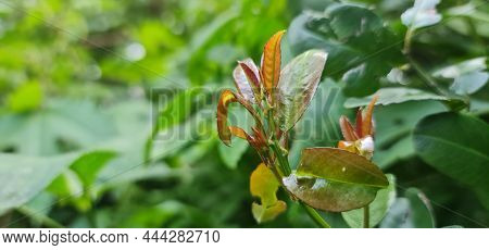 Plant With Thick Tender Leaves In Red Colour. Tender Leaves Against The Backdrop Of Other Tress And