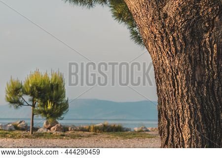 European Red Pine (pinus Sylvestris) At Croatian Adriatic Sea Coast In Early Summer Morning, Selecti