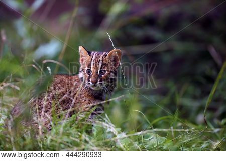 The Leopard Cat (prionailurus Bengalensis), In This Case The Northernmost Living (prionailurus Benga