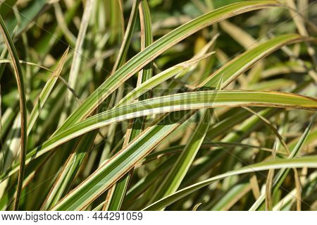 Japanese Sedge Variegata Leaves - Latin Name - Carex Morrowii Variegata