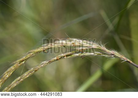 Chinese Silver Grass Adagio Flower - Latin Name - Miscanthus Sinensis Adagio