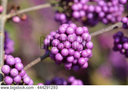 Beautyberry Profusion Fruit - Latin Name - Callicarpa Bodinieri Profusion