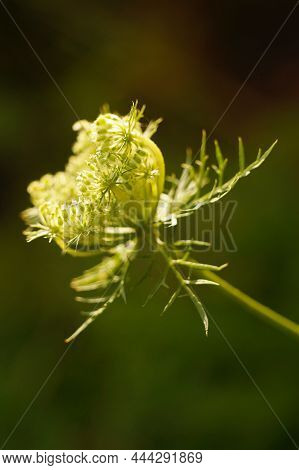 Young Fresh Green Dill Heads Close Up