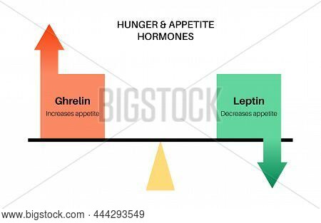 Appetite And Hunger Hormones. Ghrelin And Leptin In The Human Body. Human Endocrine System, Metaboli