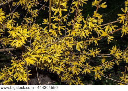 Forsythia. Blooming Forsythia Bush. Yellow Flower On A Branch Of Forsythia. The Beauty Of Spring Nat