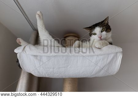 Cute Fat Domestic Cat Laying Happy And Relaxed In Hammock Bed On Big Sisal Scratching Post High Up U