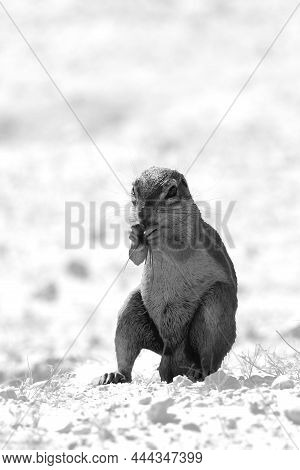 The African Ground Squirrels (genus Xerus)  Staying On Dry Sand Of Kalahari Desert And Feeding. Blac