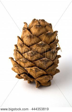 Cedar Pine Cone. Isolated On White Background